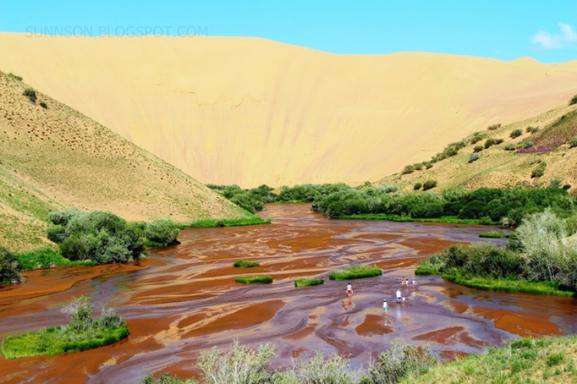 A shallow braided river and green shrubs beneath a broad golden sand dune.